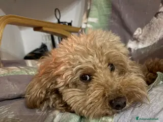 Barboncino Toy cani Regalo barboncino - Annuncio 3