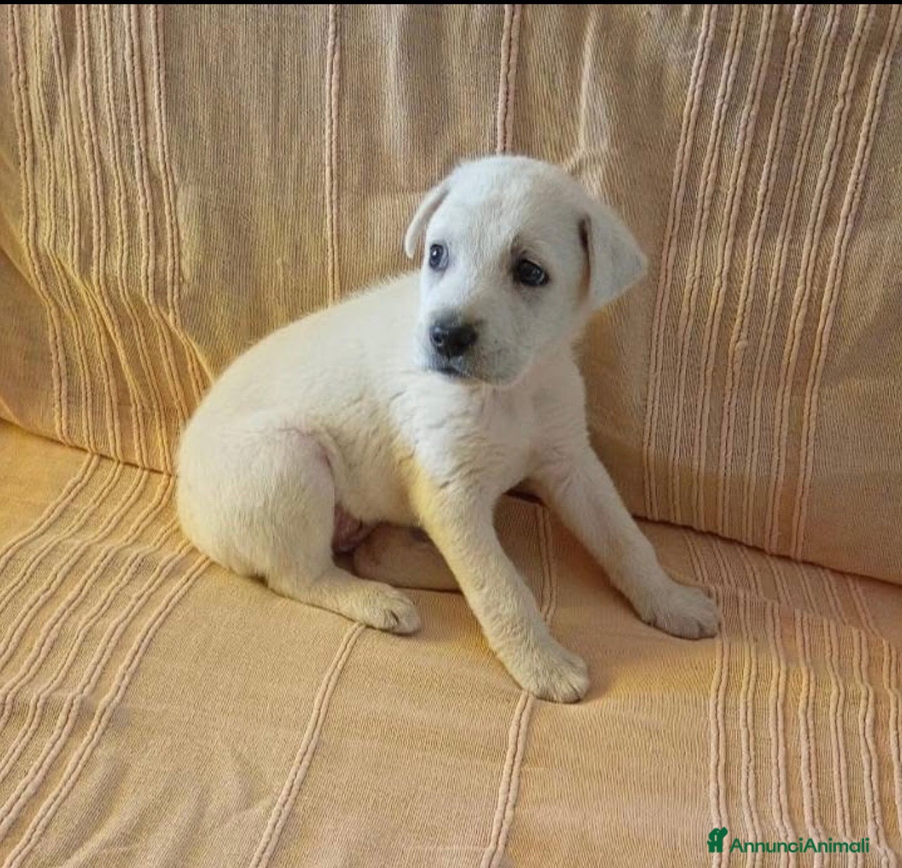 Meticcio cani Kora una nuvoletta bianca - Annuncio 8