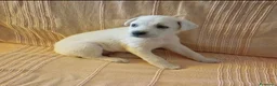Meticcio cani in regalo: Kora una nuvoletta bianca a Città metropolitana di Milano - Annuncio 1
