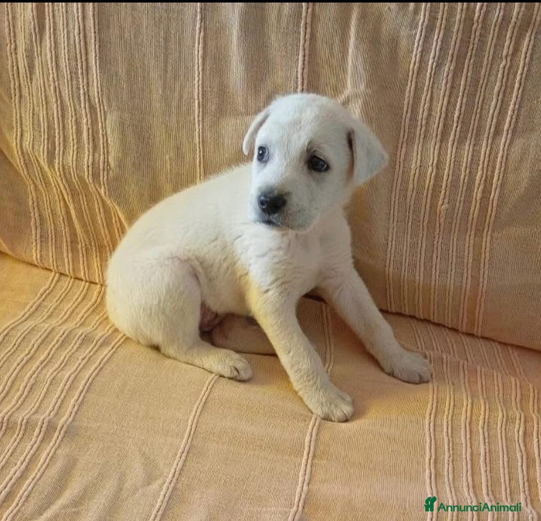 Meticcio cani in regalo: Kora una nuvoletta bianca a Città metropolitana di Milano - Annuncio 1