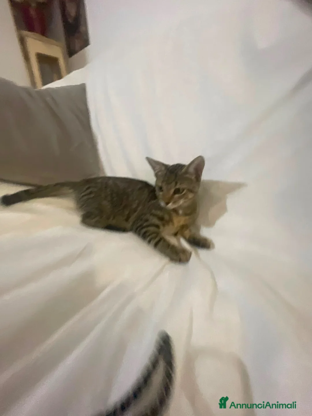 Europeo gatti in regalo: Minnie dolcissima micina tigrata - Annuncio 6