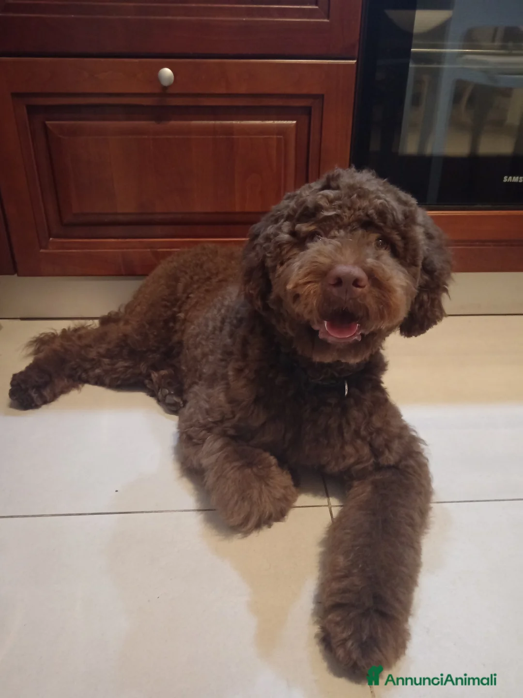 Lagotto cani in vendita: Vendo cucciolo di Lagotto Romagnolo - Annuncio 2