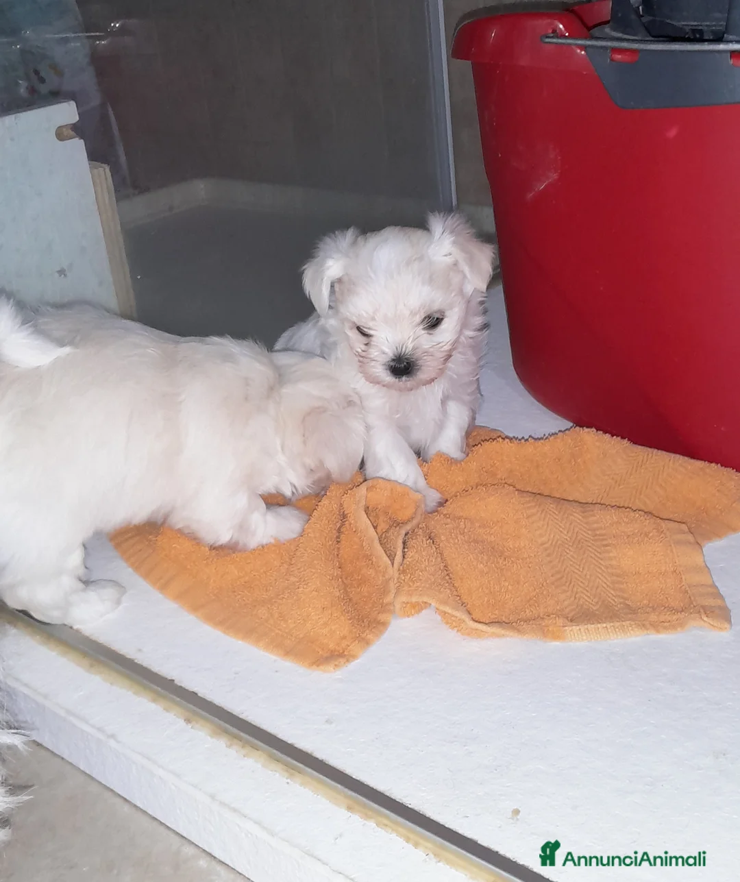 Maltese cani in vendita: Cuccioli di Maltese a Provincia di Ravenna - Annuncio 6