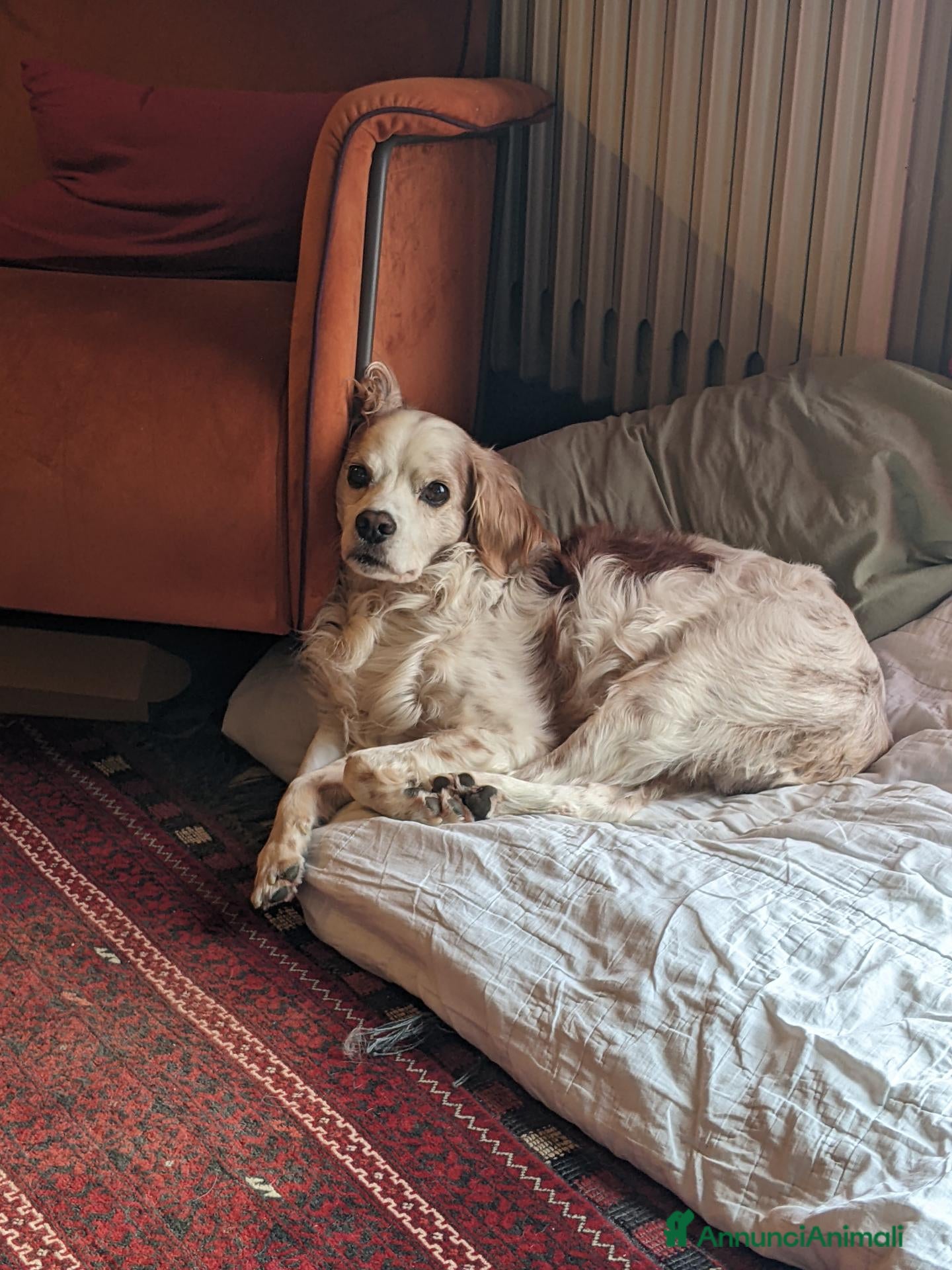 Breton cani Otis - Bretone in adozione - Annuncio 34