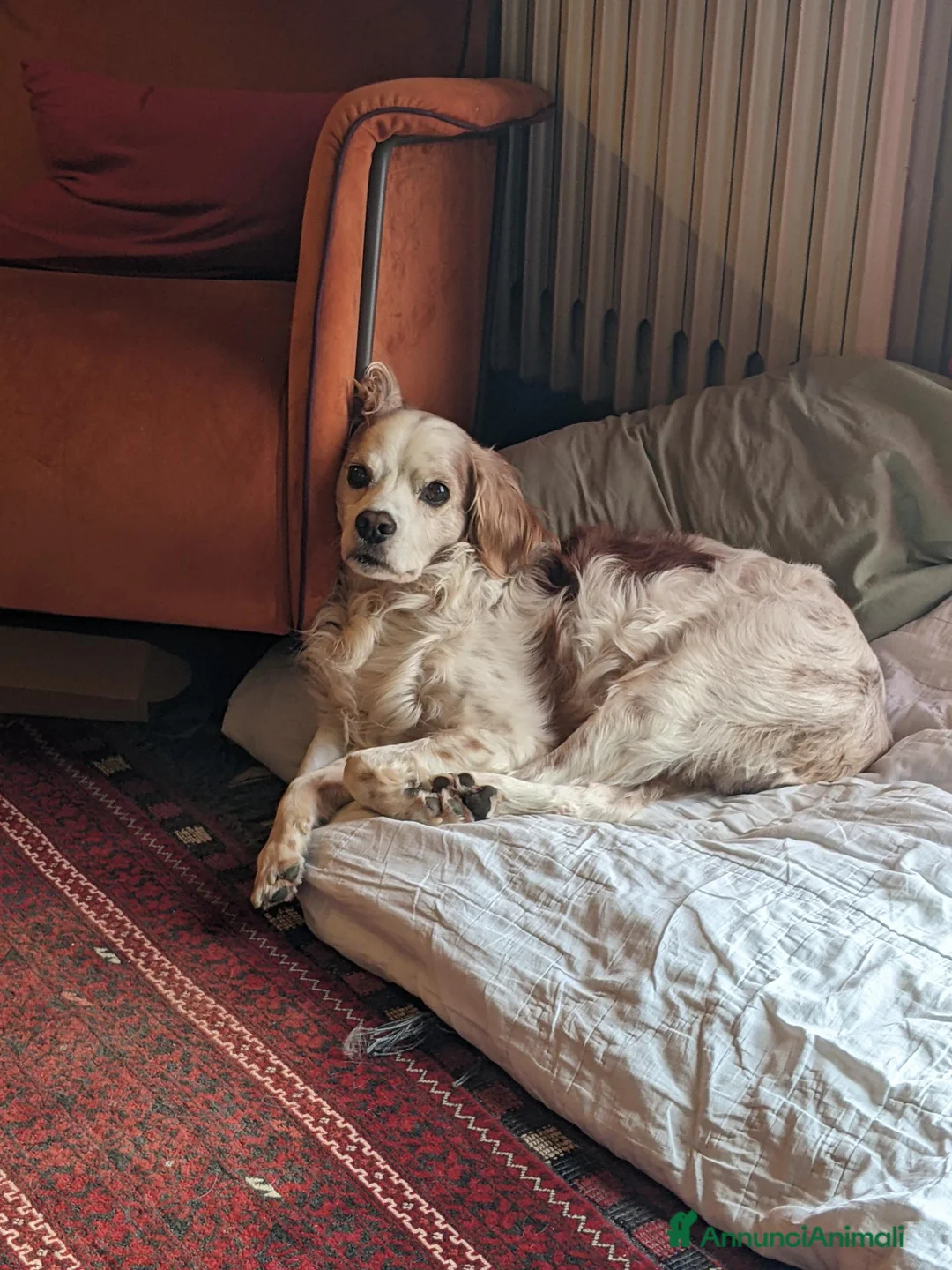 Breton cani in regalo: Otis - Bretone in adozione a Provincia di Rimini - Annuncio 1