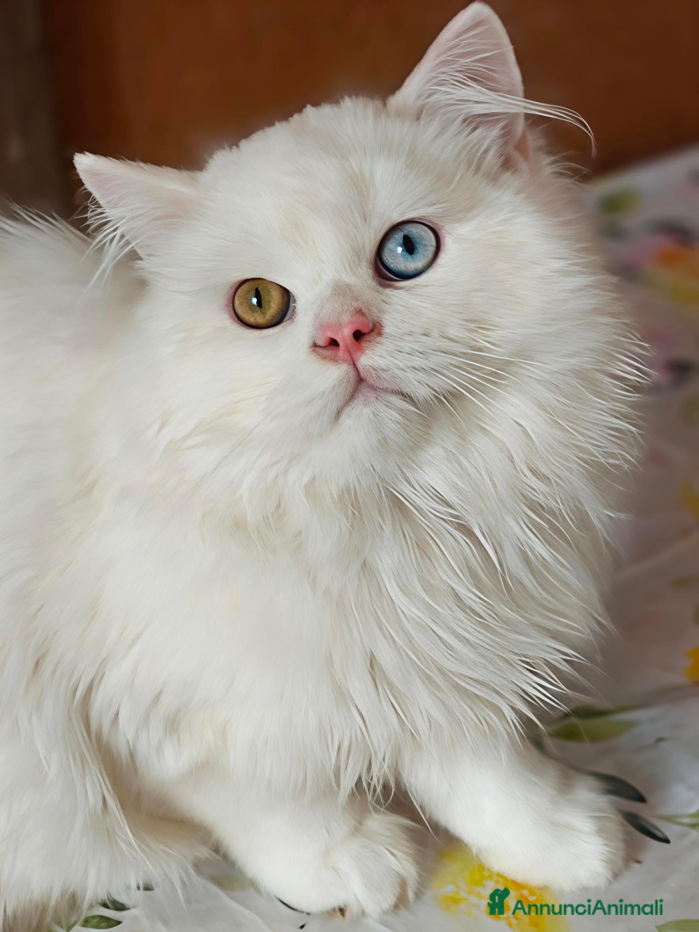 Scottish gatti Valentino maschio e Vanilla femmina - Annuncio 2