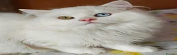Scottish gatti in vendita: Valentino maschio e Vanilla femmina - Annuncio 2