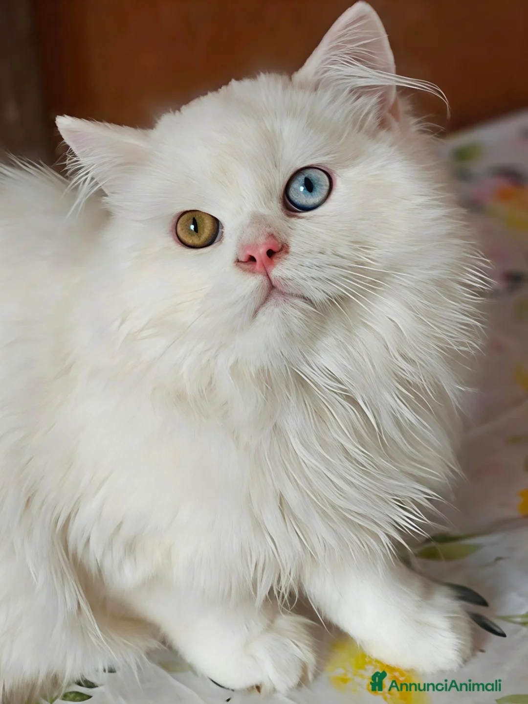 Scottish gatti in vendita: Valentino maschio e Vanilla femmina - Annuncio 2