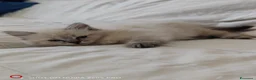 Ragdoll gatti in vendita: Cucciole Ragdoll - Annuncio 2