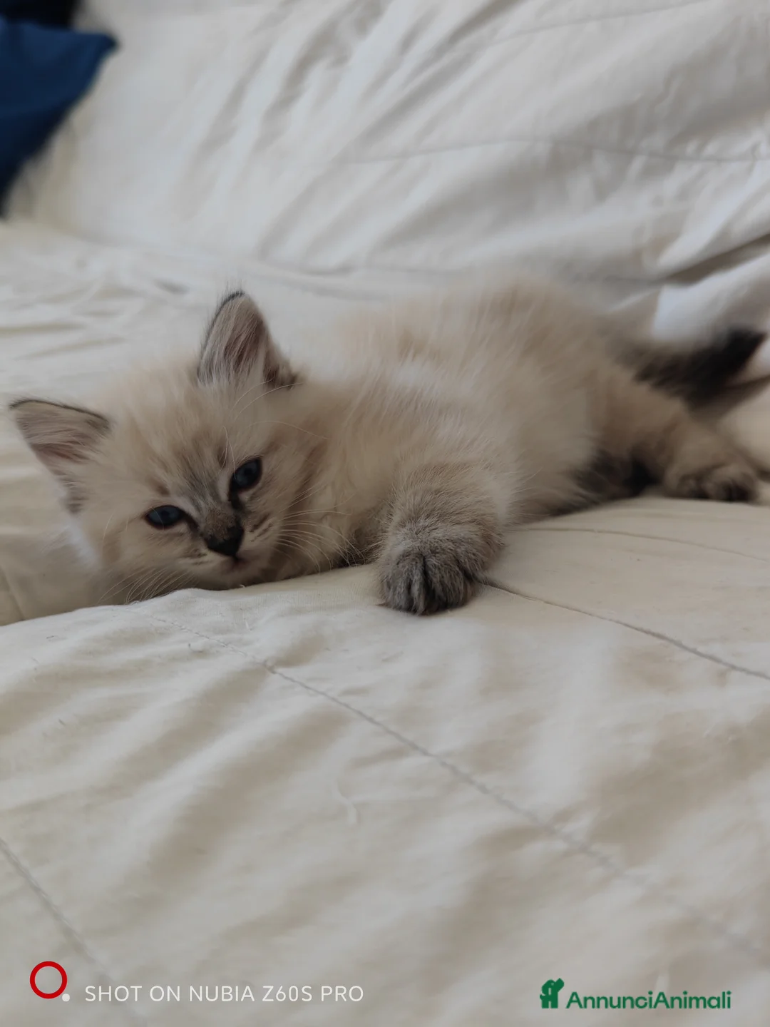 Ragdoll gatti in vendita: Cucciole Ragdoll - Annuncio 2