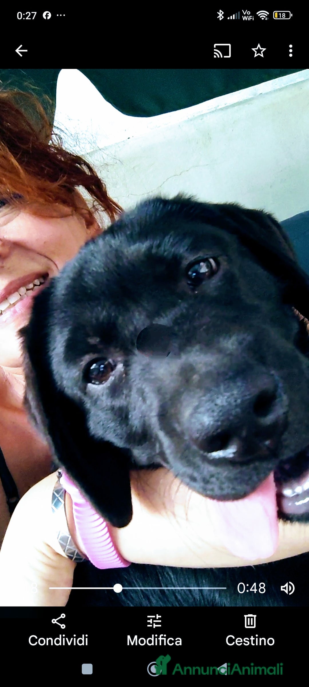 Labrador cani in vendita: Labrador  a Città metropolitana di Roma Capitale - Immagine 13