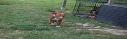 Pitbull cani in vendita: Cuccioli Pit Bull con pedigree anche a rate - Annuncio 11