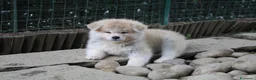Akita Inu cani in vendita: Cuccioli di AKITA LOMBARDIA - Annuncio 8