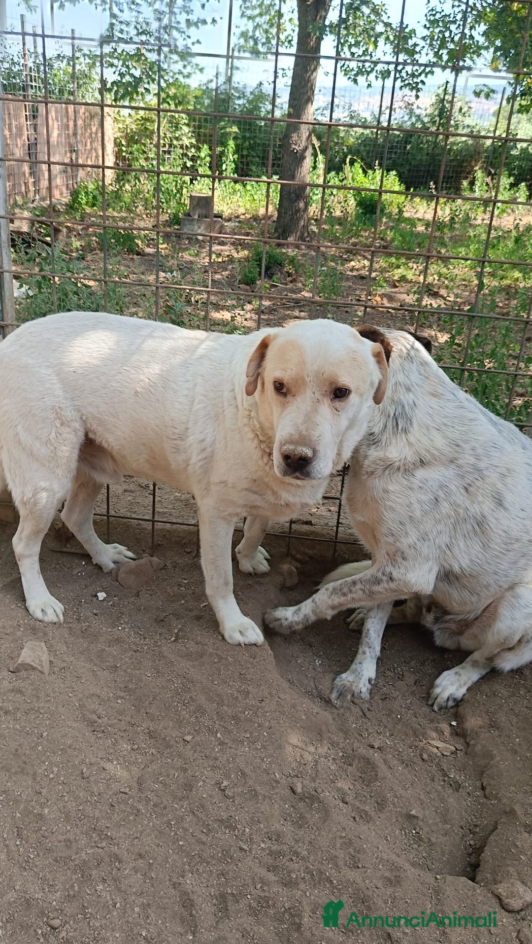 Labrador cani in regalo: OSVALDO  a Provincia di Avellino - Annuncio 6