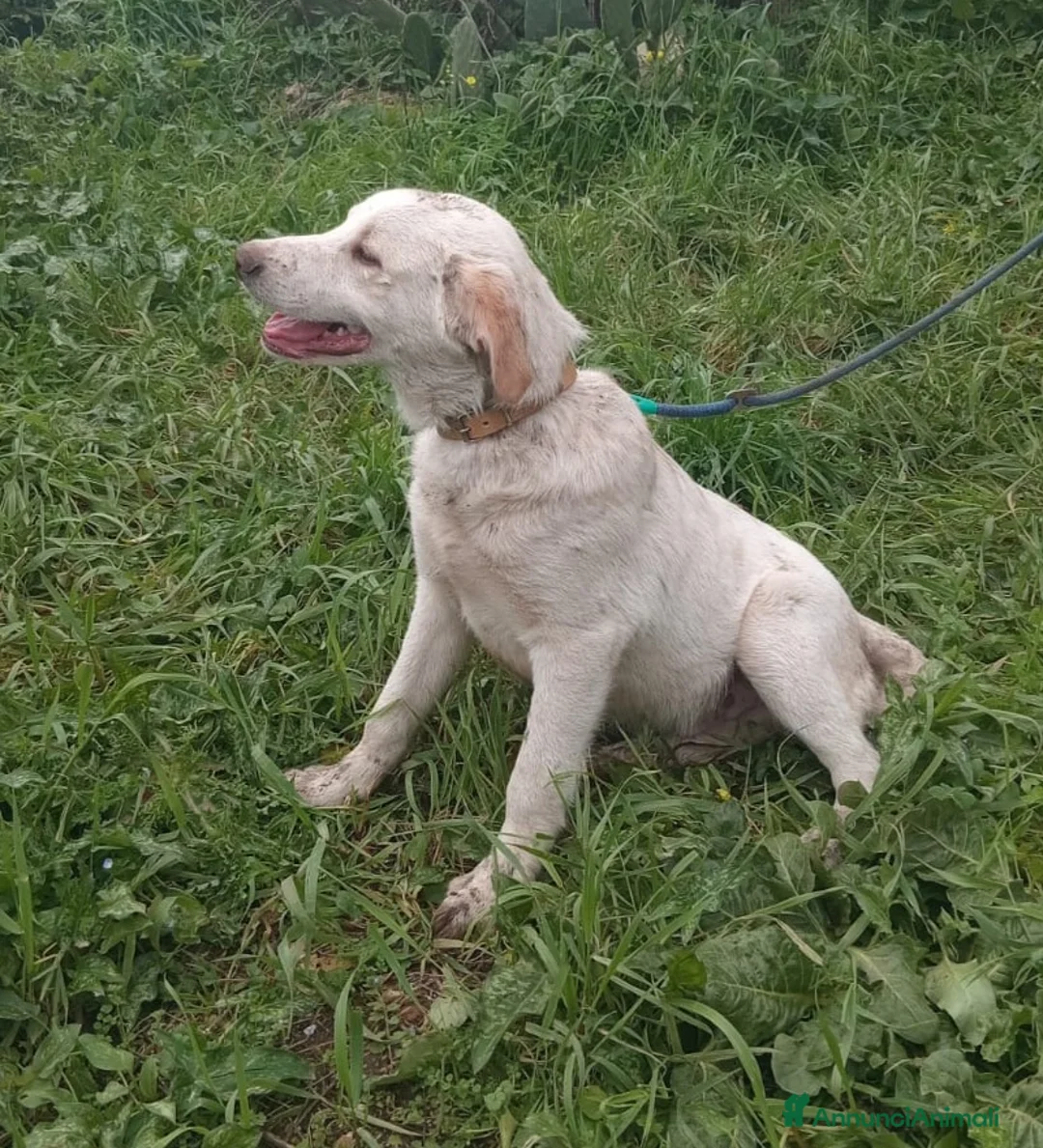 Meticcio cani in regalo: UNA MAMMA PER YAGO - Annuncio 4