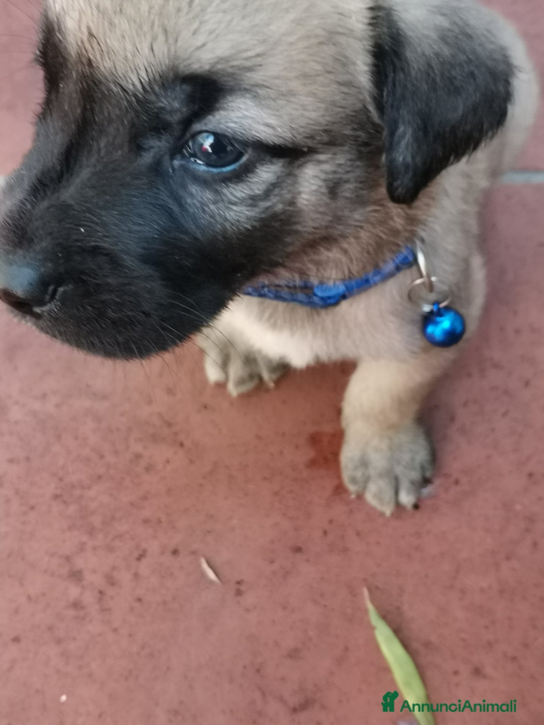 Pastore Tedesco cani in regalo: Regali cuccioli Ragalna (Ct)  - Immagine 4