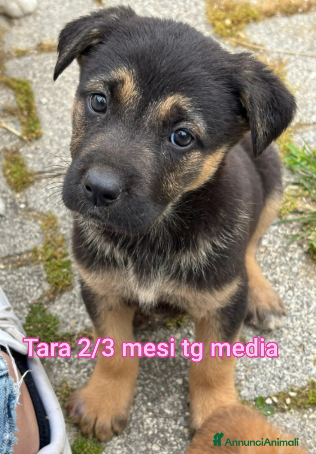 Meticcio cani in regalo: TROPPI CUCCIOLI IN RIFUGIO  a Provincia di Verona - Annuncio 1