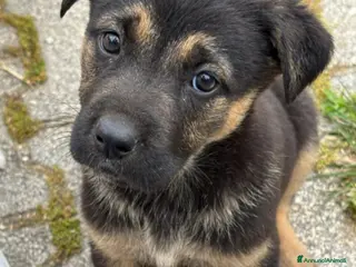 Meticcio cani TROPPI CUCCIOLI IN RIFUGIO - Annuncio 5