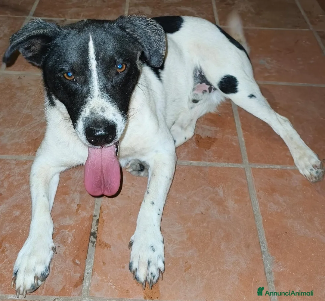 Meticcio cani in regalo: Tommy 12 kg di bontà e simpatia - Annuncio 2