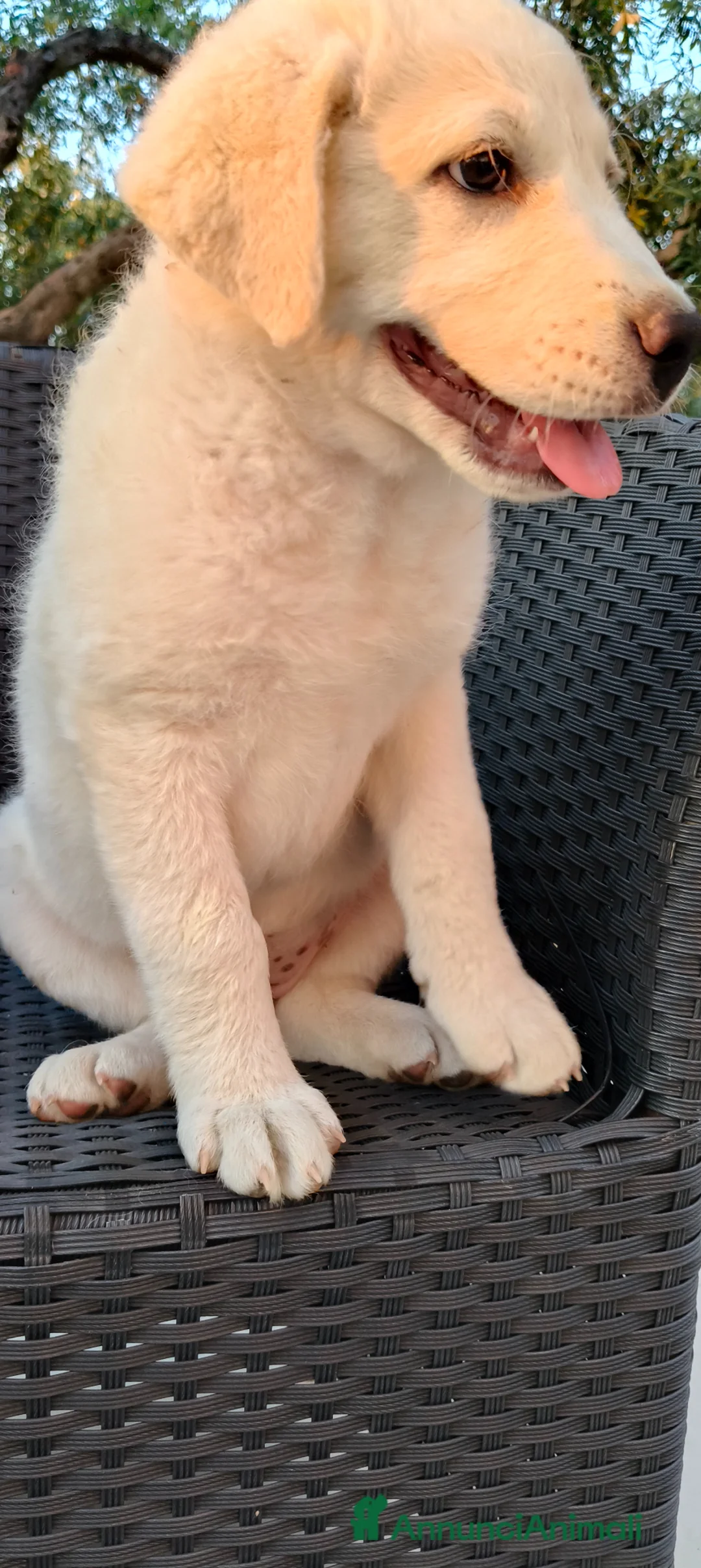 Meticcio cani in regalo: Perla cerca casa 🏡 a Provincia di Monza e della Brianza - Annuncio 18