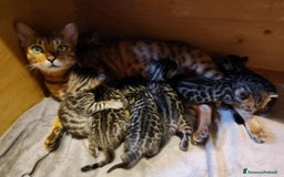 Bengala gatti in vendita: Cuccioli bengala  a Provincia di Varese - Immagine 3