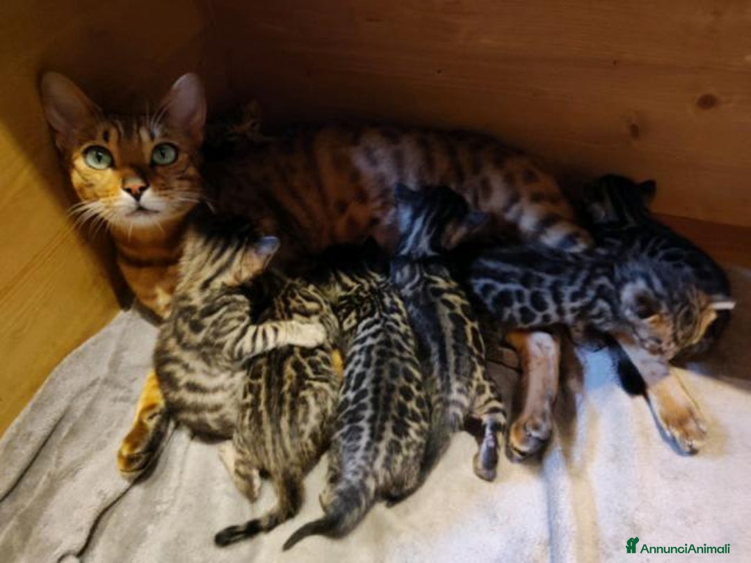 Bengala gatti in vendita: Cuccioli bengala  a Provincia di Varese - Immagine 3