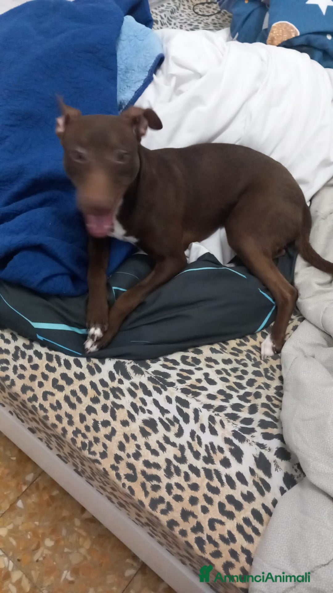 Meticcio cani in regalo: Cane meticcio adozione  - Annuncio 5