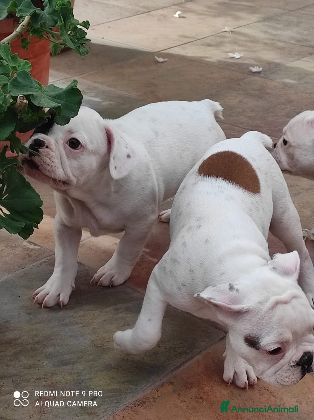 Bulldog Francese cani in vendita: Bulldog francese  - Annuncio 5