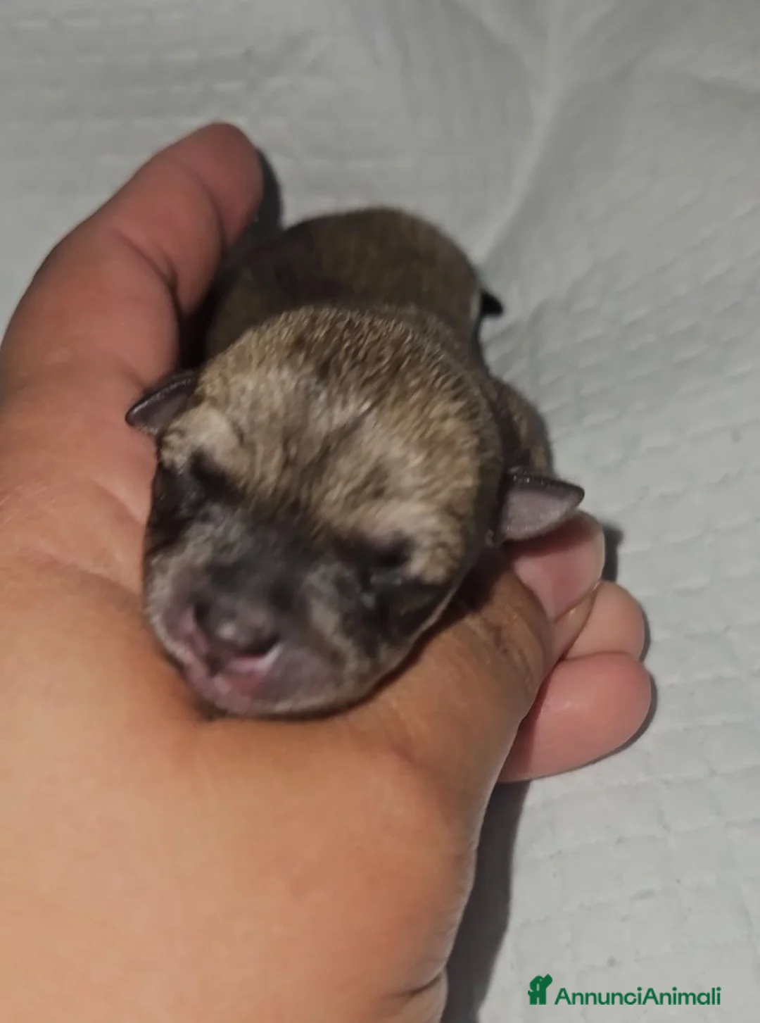 Chihuahua cani in vendita: Chihuahua toy  a Città metropolitana di Milano - Annuncio 2