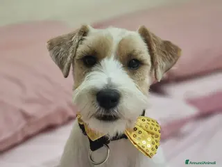 Jack Russell cani Jack russell broken maschio - Annuncio 2