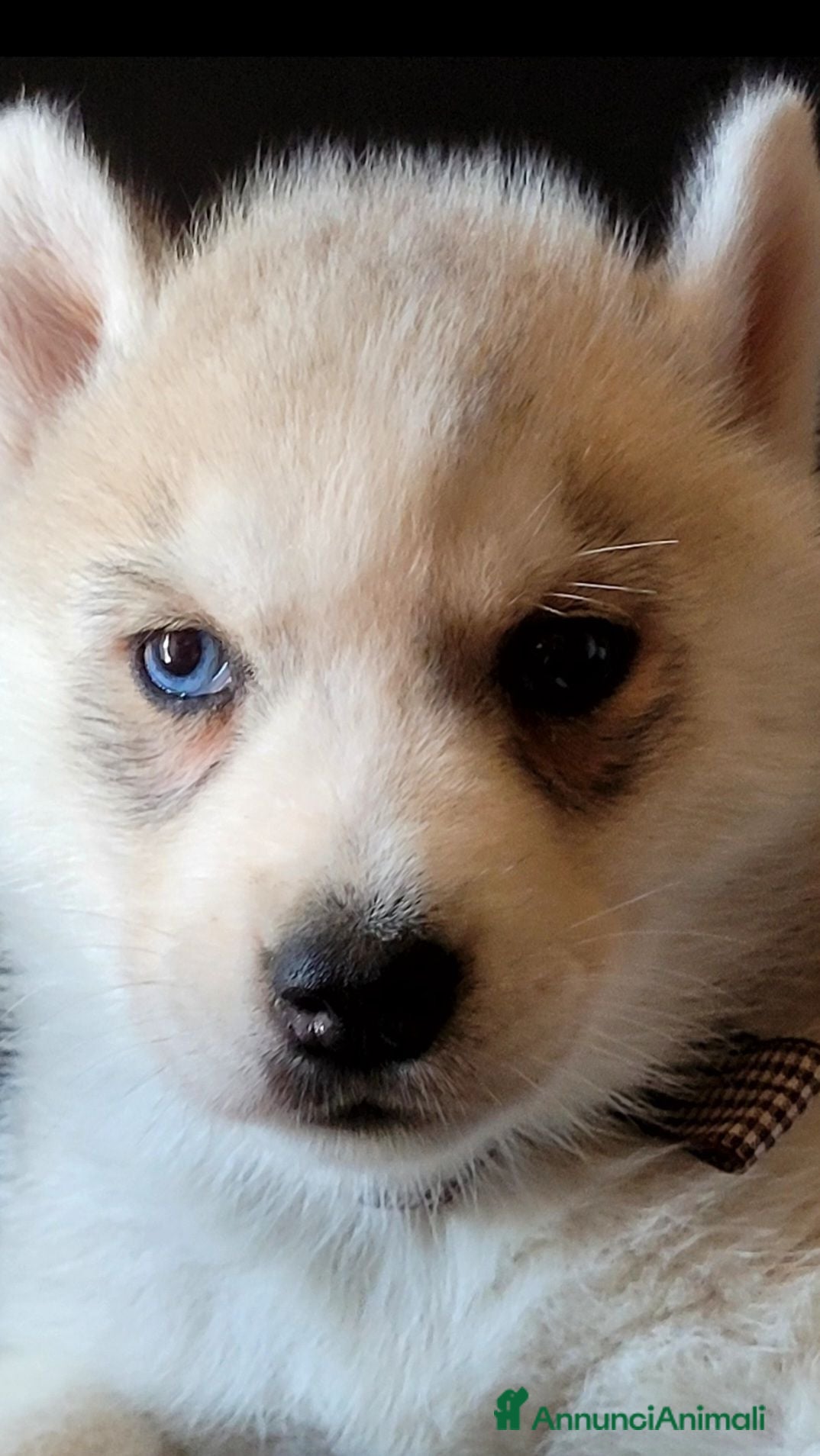 Husky cani SIBERIAN HUSKY CUCCIOLATA CON PEDIGREE  - Annuncio 4