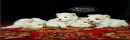 Maltese cani in vendita: CUCCIOLI MALTESI CON PEDIGREE ENCI - Annuncio 4