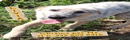 Meticcio cani in regalo: LIVIA 🩷 HA VOGLIA DI FIDARSI: TIMIDA E DOLCE. a Città Metropolitana di Bologna - Annuncio 1