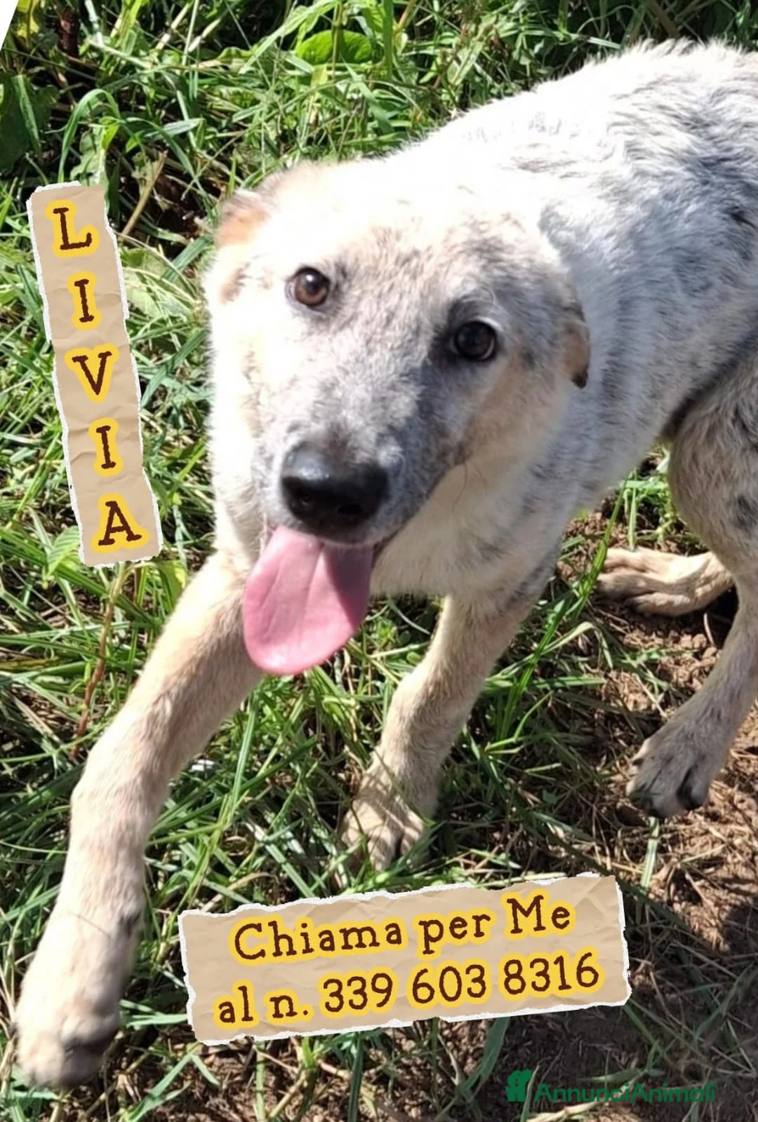 Meticcio cani in regalo: LIVIA 🩷 HA VOGLIA DI FIDARSI: TIMIDA E DOLCE. a Città Metropolitana di Bologna - Annuncio 1