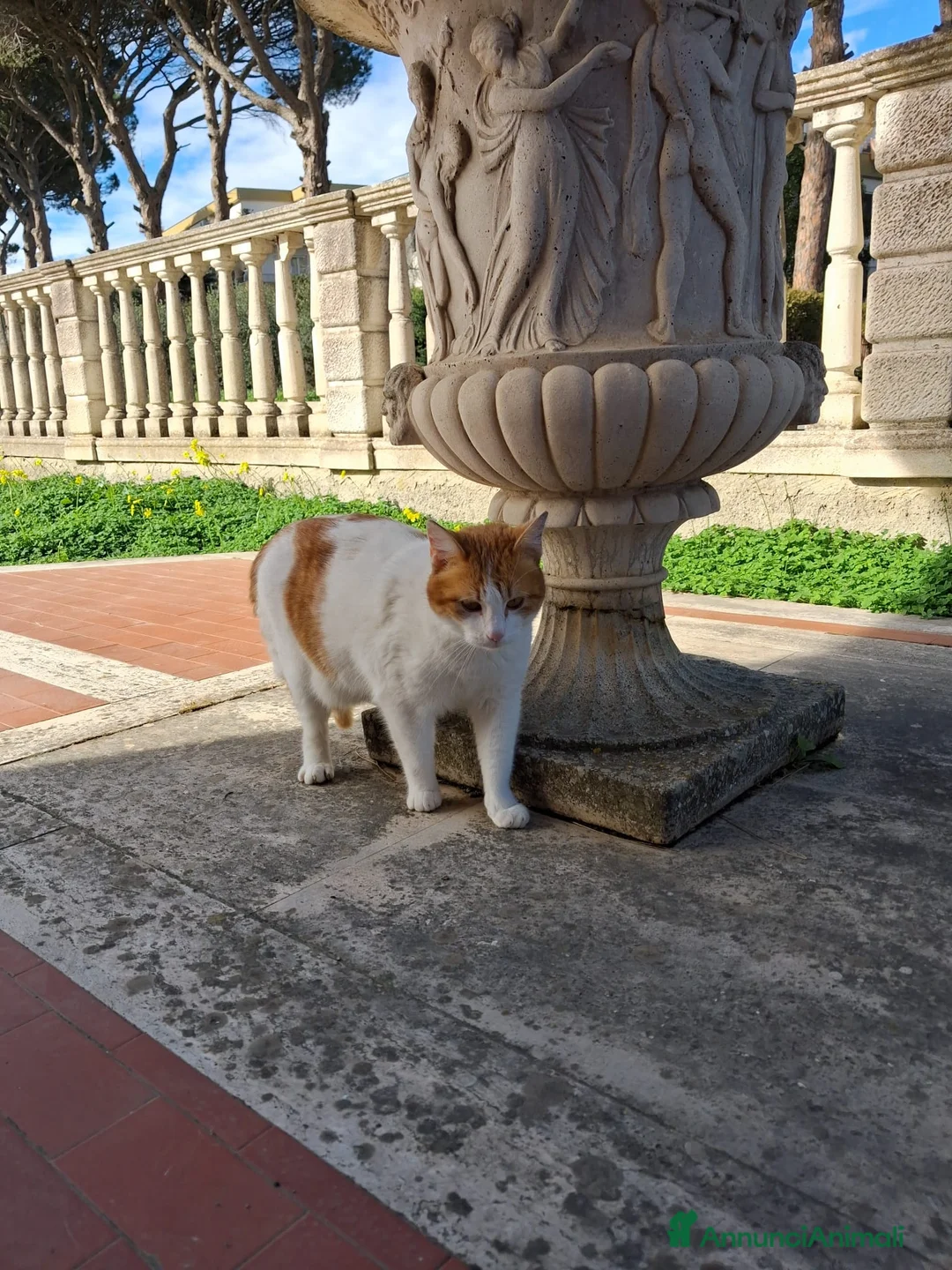 Meticcio gatti in regalo: Mia gattina  - Annuncio 2