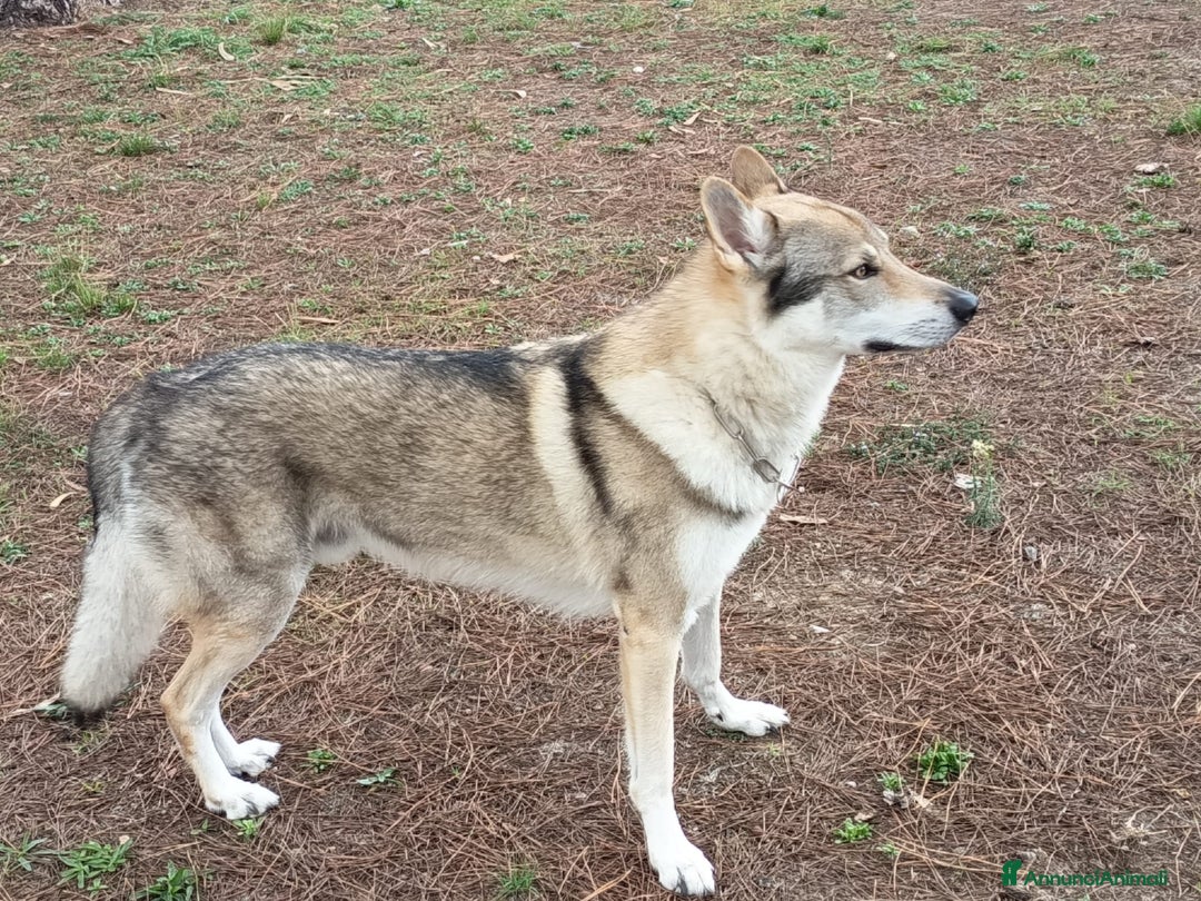 Lupo Cecoslovacco cani per accoppiamento: Lupo Cecoslovacco per monta - Annuncio 4