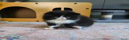 Persiano gatti in vendita: Gatti persiani  - Annuncio 6