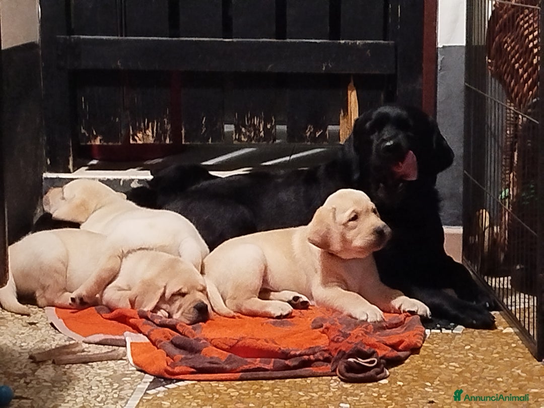 Labrador cani in vendita: Cuccioli di labrador  - Annuncio 2