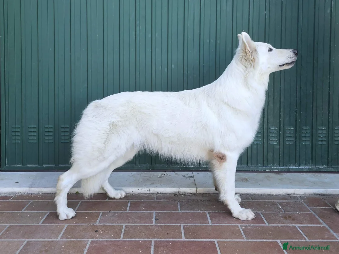 Pastore Svizzero cani in vendita: cuccioli pastore svizzero a pelo lungo e corto - Annuncio 3