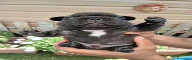 Bulldog Francese 2