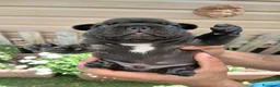Bulldog Francese cani in vendita: Bulldog francesi  - Annuncio 2