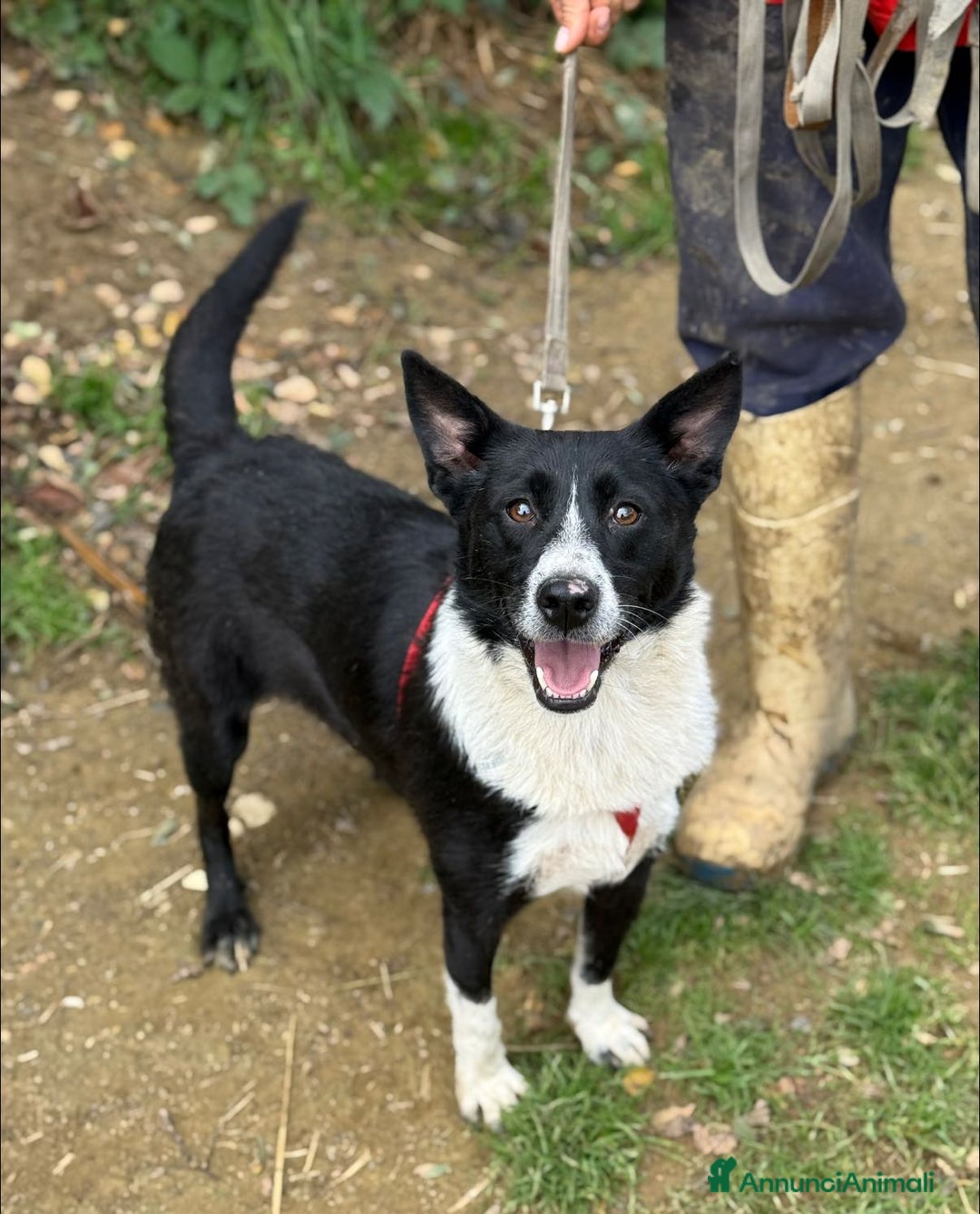 Meticcio cani in regalo: TESSA, bellissima coccolona in canile! - Annuncio 4