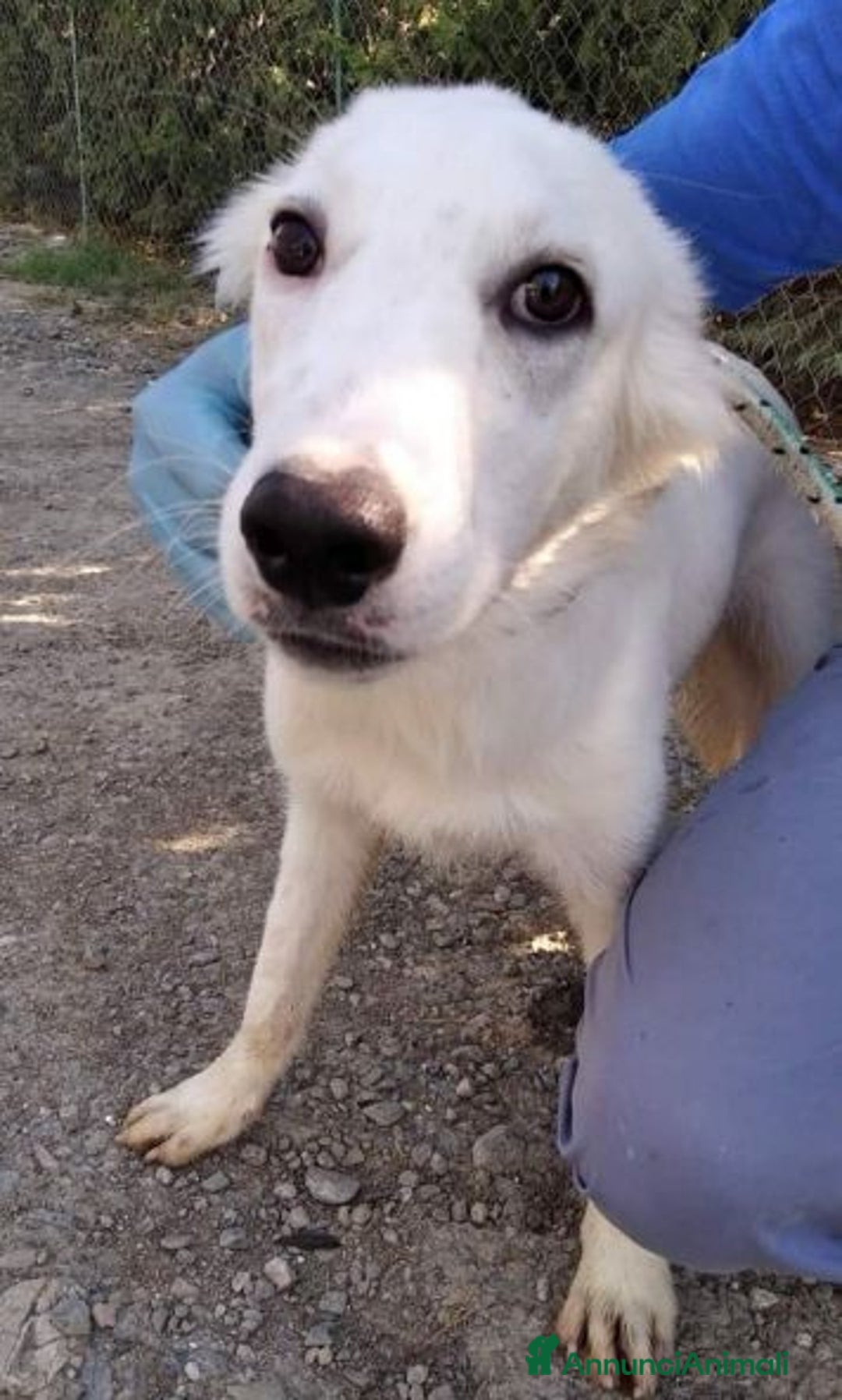 Meticcio cani in regalo: CHARLIE - Dolcissimo 2anni  - Annuncio 1