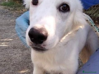 Meticcio cani CHARLIE - Dolcissimo 2anni - Annuncio 2