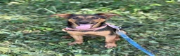 Pastore Tedesco cani in regalo: DOBBY, cucciolo mix PASTORINO dolcissimo! - Annuncio 4