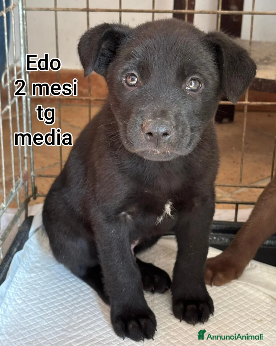 Meticcio cani in regalo: CUCCIOLI BISOGNOSI IN CERCA D'AMORE  - Annuncio 9