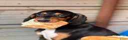 Meticcio cani in regalo: 4 CUCCIOLI simpaticissimi e coccoloni in canile! - Annuncio 9