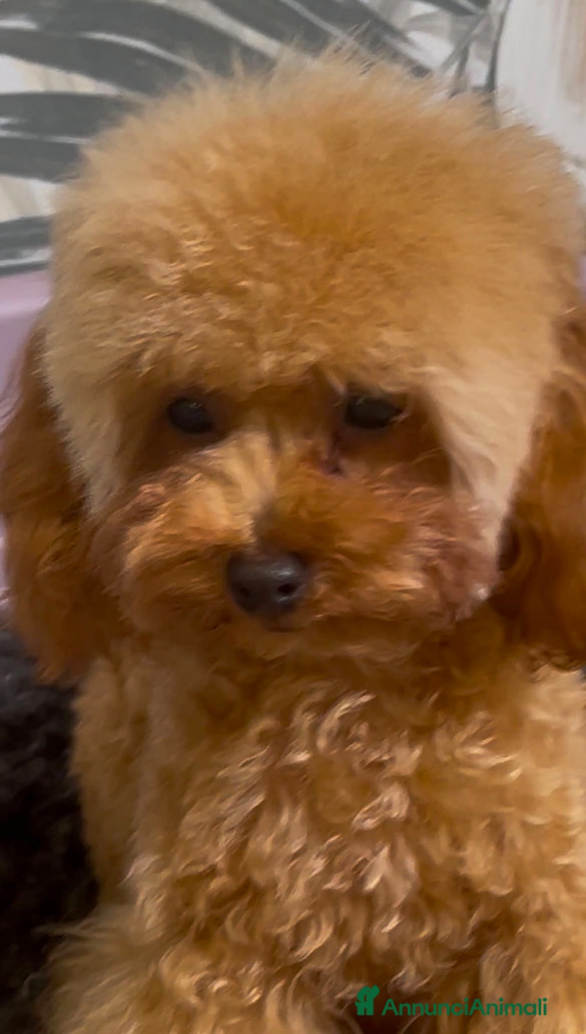 Barboncino Toy cani in vendita: Cuccioli barboncino toy e mini toy  a Provincia di Brescia - Annuncio 6