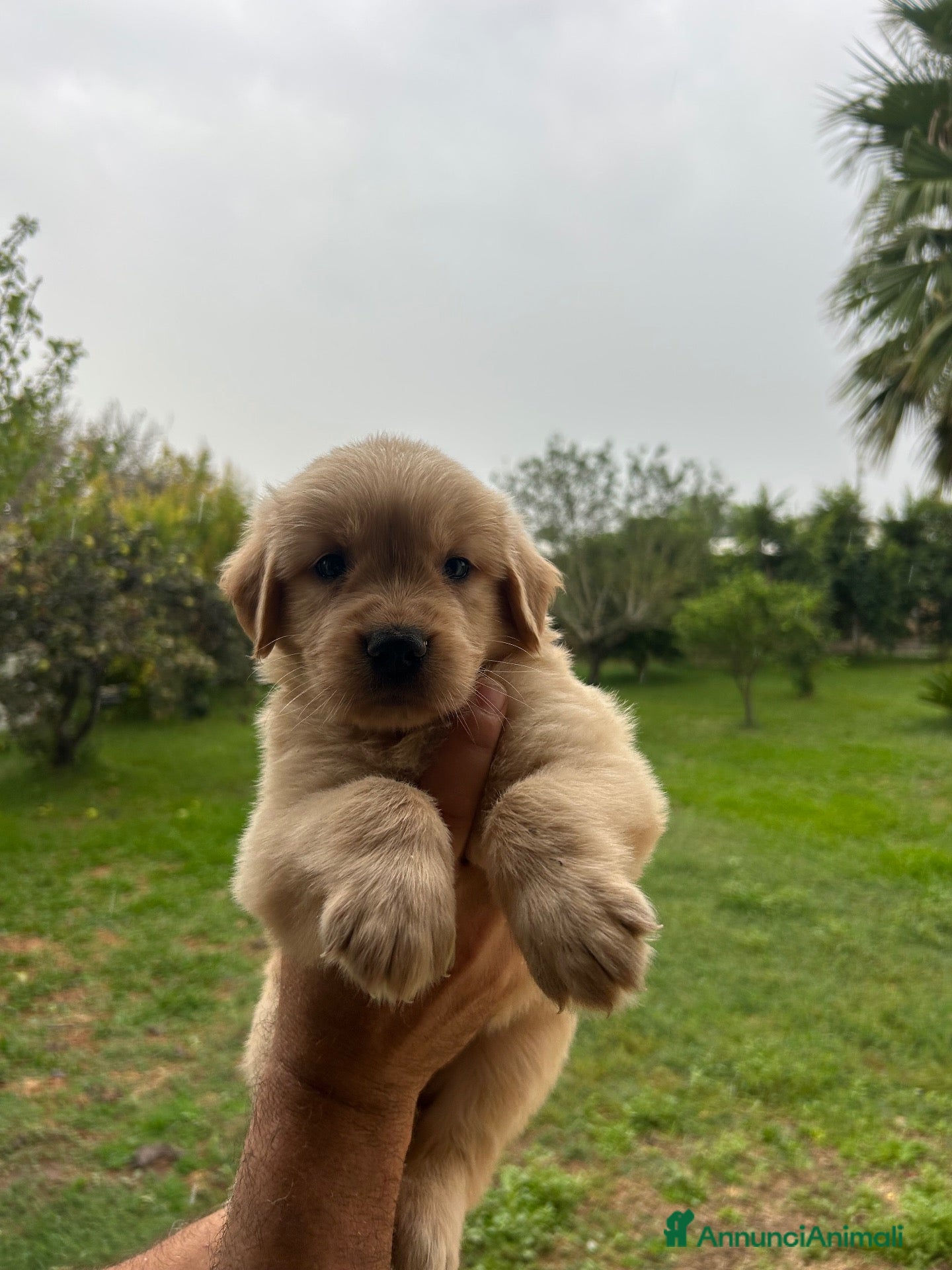 Golden Retriever cani GOLDEN RETRIVER 100% AMERICANI DICASALUYS - Annuncio 1
