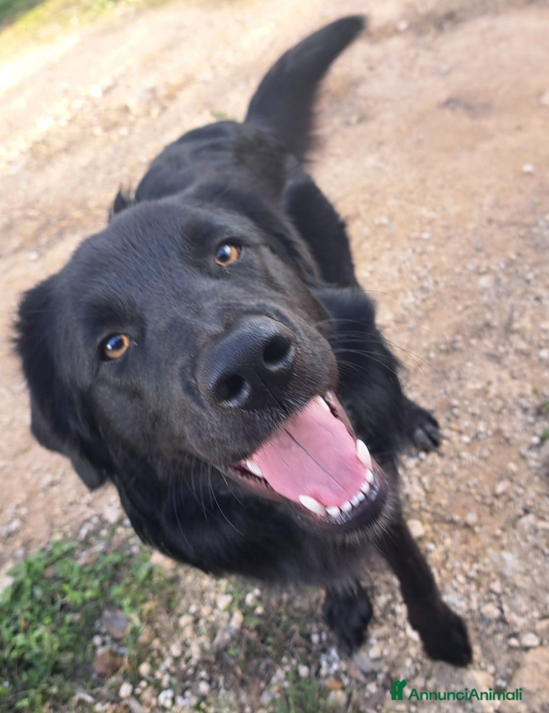 Meticcio cani BLACKY MIX BORDER COLLIE  - Annuncio 24